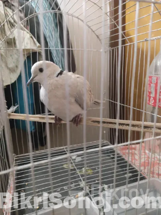 ঘুঘু পাখি